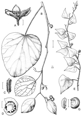 APII jpeg image of Echinostephia aculeata,<br/>Legnephora moorei  © contact APII