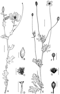 APII jpeg image of Papaver hybridum,<br/>Glaucium flavum  © contact APII