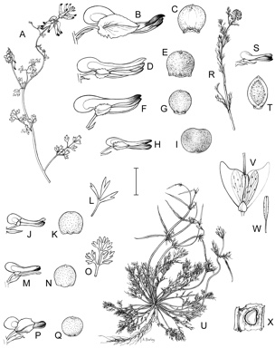 APII jpeg image of Hypecoum pendulum,<br/>Fumaria densiflora,<br/>Fumaria parviflora,<br/>Fumaria bastardii,<br/>Fumaria muralis subsp. muralis,<br/>Fumaria officinalis,<br/>Fumaria indica,<br/>Fumaria capreolata  © contact APII
