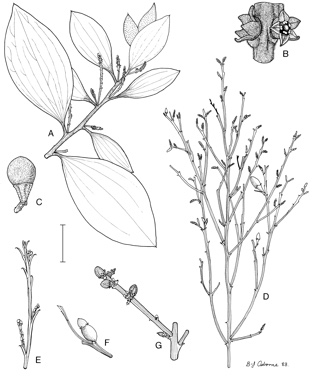 APII jpeg image of Exocarpos sparteus,<br/>Exocarpos latifolius,<br/>Exocarpos cupressiformis,<br/>Exocarpos aphyllus  © contact APII