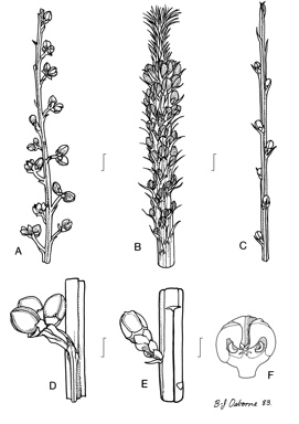 APII jpeg image of Choretrum pritzelii,<br/>Choretrum lateriflorum,<br/>Choretrum glomeratum var. chrysanthum,<br/>Choretrum pauciflorum,<br/>Choretrum spicatum  © contact APII