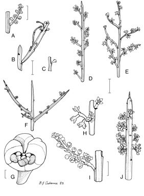 APII jpeg image of Leptomeria acida,<br/>Leptomeria spinosa,<br/>Leptomeria pachyclada,<br/>Leptomeria preissiana,<br/>Leptomeria aphylla,<br/>Leptomeria pauciflora,<br/>Leptomeria dielsiana,<br/>Leptomeria drupacea,<br/>Leptomeria glomerata  © contact APII