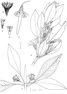APII jpeg image of Bruguiera exaristata,<br/>Bruguiera parviflora  © contact APII