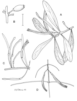 APII jpeg image of Lysiana linearifolia,<br/>Lysiana murrayi,<br/>Lysiana subfalcata  © contact APII