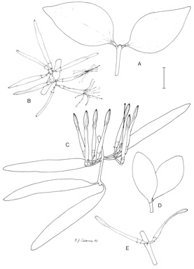 APII jpeg image of Amyema sanguineum var. sanguineum,<br/>Amyema whitei,<br/>Amyema seemenianum subsp. flexuosum  © contact APII