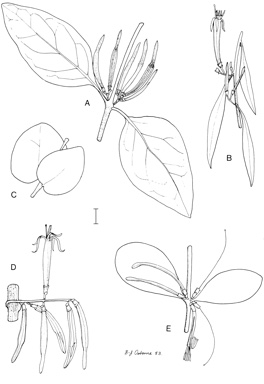 APII jpeg image of Dendrophthoe homoplastica,<br/>Dendrophthoe falcata,<br/>Dendrophthoe acacioides subsp. acacioides,<br/>Benthamina alyxifolia  © contact APII