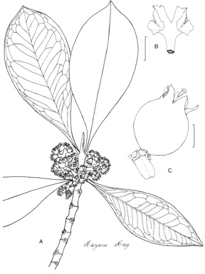 APII jpeg image of Carallia brachiata  © contact APII