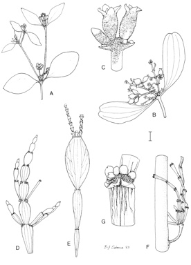 APII jpeg image of Korthalsella papuana,<br/>Notothixos subaureus,<br/>Notothixos cornifolius,<br/>Korthalsella leucothrix,<br/>Korthalsella rubra subsp. rubra  © contact APII
