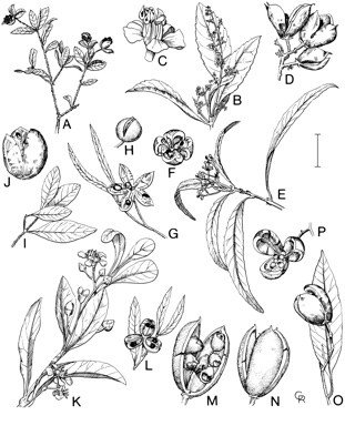 APII jpeg image of Denhamia celastroides,<br/>Denhamia pittosporoides subsp. angustifolia,<br/>Denhamia moorei,<br/>Denhamia parvifolia,<br/>Denhamia oleaster,<br/>Denhamia obscura,<br/>Denhamia pittosporoides subsp. pittosporoides,<br/>Denhamia viridissima  © contact APII