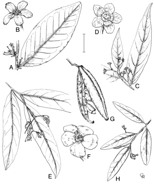 APII jpeg image of Hypsophila halleyana,<br/>Hexaspora pubescens,<br/>Hedraianthera porphyropetala,<br/>Hypsophila dielsiana  © contact APII