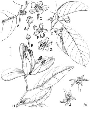 APII jpeg image of Salacia chinensis,<br/>Salacia disepala,<br/>Hippocratea barbata  © contact APII