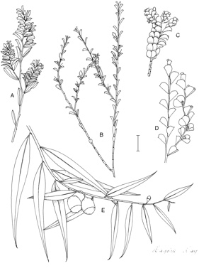 APII jpeg image of Olax obcordata,<br/>Olax pendula,<br/>Olax benthamiana  © contact APII