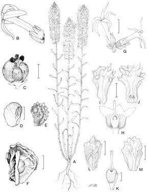 APII jpeg image of Stackhousia monogyna,<br/>Stackhousia muricata,<br/>Stackhousia spathulata,<br/>Stackhousia intermedia  © contact APII