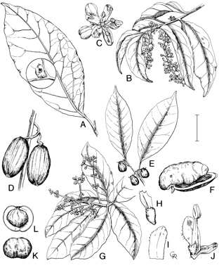 APII jpeg image of Corynocarpus rupestris subsp. rupestris,<br/>Irvingbaileya australis,<br/>Gomphandra australiana,<br/>Apodytes brachystylis,<br/>Corynocarpus rupestris subsp. arborescens,<br/>Pennantia cunninghamii,<br/>Citronella moorei  © contact APII