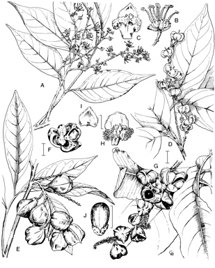 APII jpeg image of Synima macrophylla,<br/>Sarcopteryx stipata,<br/>Sarcopteryx martyana,<br/>Sarcopteryx acuminata  © contact APII