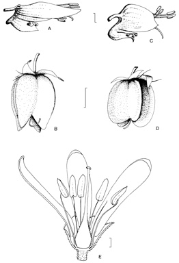 APII jpeg image of Melianthus comosus,<br/>Melianthus major,<br/>Akania lucens  © contact APII