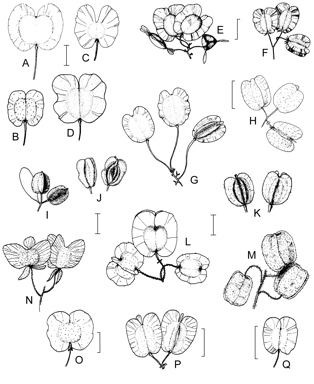 APII jpeg image of Dodonaea serratifolia,<br/>Dodonaea viscosa subsp. viscosa,<br/>Dodonaea procumbens,<br/>Dodonaea boroniifolia,<br/>Dodonaea bursariifolia,<br/>Dodonaea coriacea,<br/>Dodonaea viscosa,<br/>Dodonaea amblyophylla,<br/>Dodonaea lanceolata,<br/>Dodonaea filifolia,<br/>Dodonaea polyzyga,<br/>Dodonaea camfieldii,<br/>Dodonaea polyandra,<br/>Dodonaea physocarpa  © contact APII