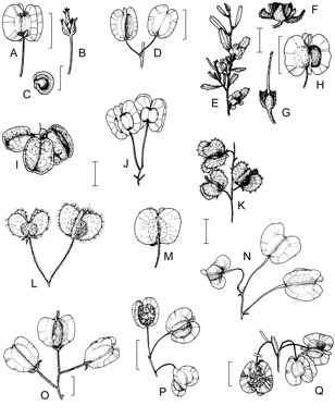 APII jpeg image of Dodonaea pinnata,<br/>Dodonaea concinna,<br/>Dodonaea multijuga,<br/>Dodonaea stenozyga,<br/>Dodonaea peduncularis,<br/>Dodonaea petiolaris,<br/>Dodonaea vestita,<br/>Dodonaea falcata,<br/>Dodonaea intricata,<br/>Dodonaea uncinata,<br/>Dodonaea sinuolata,<br/>Dodonaea rupicola  © contact APII