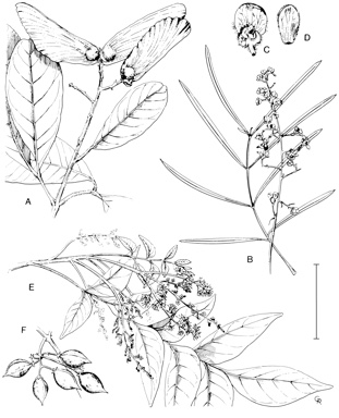 APII jpeg image of Ganophyllum falcatum,<br/>Atalaya calcicola,<br/>Atalaya angustifolia  © contact APII