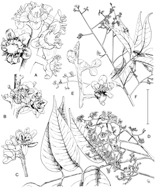 APII jpeg image of Euroschinus falcata var. angustifolia,<br/>Pleiogynium timorense,<br/>Euroschinus falcata var. falcata  © contact APII