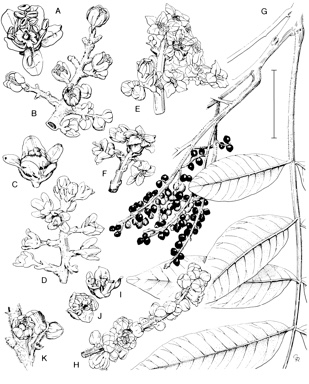 APII jpeg image of Schinus terebinthifolia,<br/>Rhodosphaera rhodanthema,<br/>Rhus taitensis  © contact APII