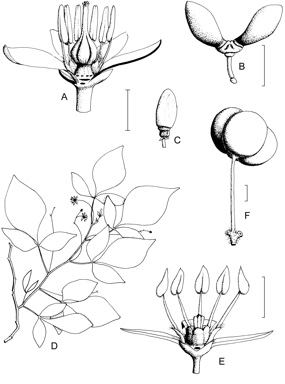 APII jpeg image of Quassia bidwillii,<br/>Quassia baileyana,<br/>Harrisonia brownii  © contact APII