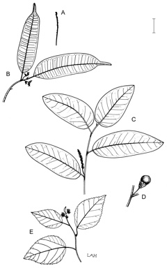 APII jpeg image of Streblus glaber var. australianus,<br/>Malaisia scandens subsp. scandens,<br/>Fatoua pilosa  © contact APII