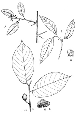 APII jpeg image of Maclura cochinchinensis,<br/>Antiaris toxicaria var. macrophylla,<br/>Artocarpus glaucus  © contact APII