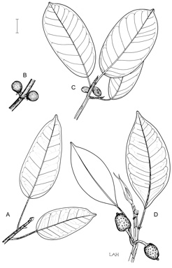 APII jpeg image of Ficus watkinsiana,<br/>Ficus virens var. virens,<br/>Ficus drupacea var. drupacea  © contact APII
