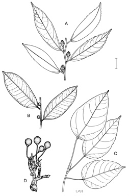 APII jpeg image of Ficus variegata var. variegata,<br/>Ficus virgata var. virgata,<br/>Ficus coronata  © contact APII