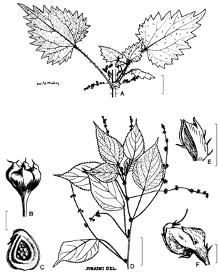 APII jpeg image of Urtica incisa,<br/>Laportea interrupta  © contact APII