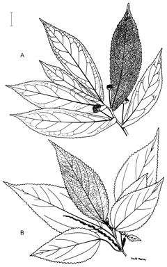 APII jpeg image of Elatostema reticulatum,<br/>Boehmeria macrophylla  © contact APII
