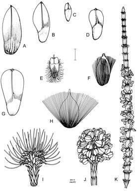 APII jpeg image of Allocasuarina verticillata,<br/>Allocasuarina dielsiana,<br/>Allocasuarina drummondiana,<br/>Allocasuarina microstachya,<br/>,<br/>Allocasuarina grevilleoides,<br/>Casuarina cristata,<br/>Allocasuarina paludosa,<br/>Casuarina cunninghamiana subsp. cunninghamiana,<br/>Allocasuarina distyla,<br/>Gymnostoma australianum  © contact APII