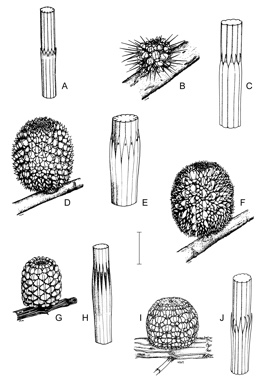 APII jpeg image of Allocasuarina scleroclada,<br/>Allocasuarina spinosissima,<br/>Allocasuarina acutivalvis subsp. acutivalvis,<br/>Allocasuarina acutivalvis subsp. prinsepiana,<br/>Allocasuarina corniculata,<br/>Allocasuarina globosa  © contact APII