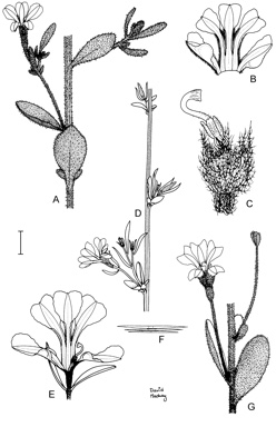 APII jpeg image of Dampiera roycei,<br/>Dampiera scaevolina,<br/>Dampiera incana var. fuscescens  © contact APII