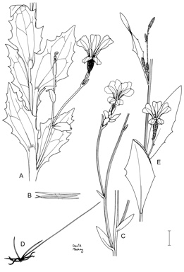APII jpeg image of Dampiera decurrens,<br/>Dampiera galbraithiana,<br/>Dampiera parvifolia  © contact APII