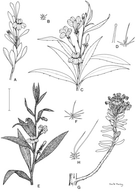 APII jpeg image of Coopernookia strophiolata,<br/>Coopernookia scabridiuscula,<br/>Coopernookia polygalacea,<br/>Coopernookia chisholmii  © contact APII