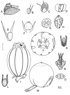 APII jpeg image of Scaevola nitida,<br/>Scaevola angustata,<br/>Scaevola porocarya,<br/>Scaevola crassifolia,<br/>Scaevola browniana subsp. browniana,<br/>Scaevola virgata,<br/>Scaevola densifolia,<br/>Scaevola thesioides subsp. thesioides,<br/>Scaevola cunninghamii,<br/>Scaevola tomentosa,<br/>Scaevola globulifera,<br/>Scaevola calendulacea  © contact APII