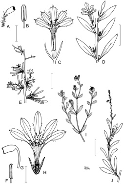 APII jpeg image of Scaevola pulchella,<br/>Scaevola browniana subsp. browniana,<br/>Scaevola myrtifolia,<br/>Scaevola spinescens,<br/>Scaevola revoluta subsp. revoluta  © contact APII