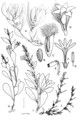APII jpeg image of Scaevola humifusa,<br/>Scaevola parvibarbata,<br/>Scaevola glabrata,<br/>Scaevola ovalifolia,<br/>Scaevola globosa  © contact APII