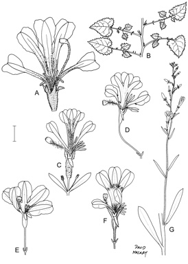 APII jpeg image of Goodenia kingiana,<br/>Goodenia ramelii,<br/>Goodenia azurea,<br/>Goodenia pterigosperma,<br/>Goodenia glareicola  © contact APII