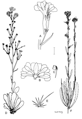 APII jpeg image of Goodenia glomerata,<br/>Goodenia calcarata,<br/>Goodenia quadrilocularis  © contact APII