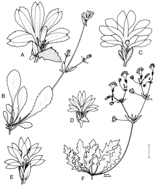 APII jpeg image of Velleia glabrata,<br/>Velleia rosea,<br/>Velleia hispida,<br/>Velleia arguta  © contact APII