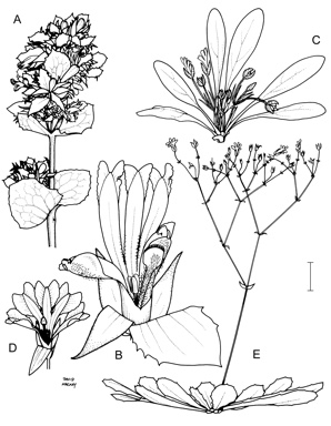 APII jpeg image of Velleia spathulata,<br/>Velleia panduriformis,<br/>Velleia montana  © contact APII