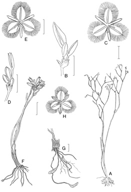 APII jpeg image of Thysanotus cymosus,<br/>Thysanotus vernalis,<br/>Thysanotus gageoides  © contact APII