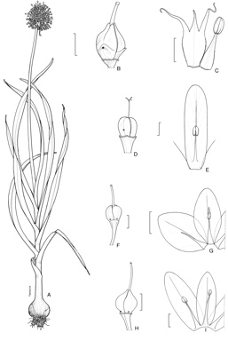 APII jpeg image of Allium triquetrum,<br/>Allium roseum,<br/>Allium ampeloprasum,<br/>Allium neapolitanum  © contact APII