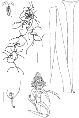 APII jpeg image of Tillandsia usneoides,<br/>Ananas comosus  © contact APII