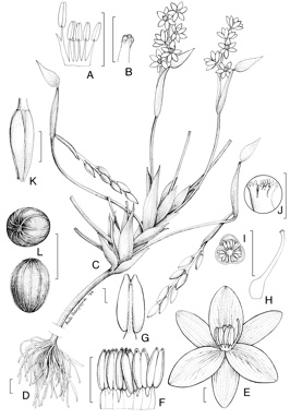 APII jpeg image of Pontederia australasica,<br/>Monochoria vaginalis  © contact APII