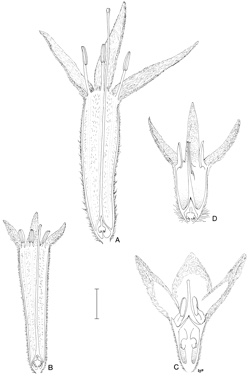 APII jpeg image of Conostylis breviscapa,<br/>Conostylis argentea,<br/>Conostylis albescens,<br/>Conostylis vaginata  © contact APII