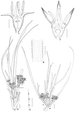 APII jpeg image of Conostylis serrulata,<br/>Conostylis laxiflora  © contact APII
